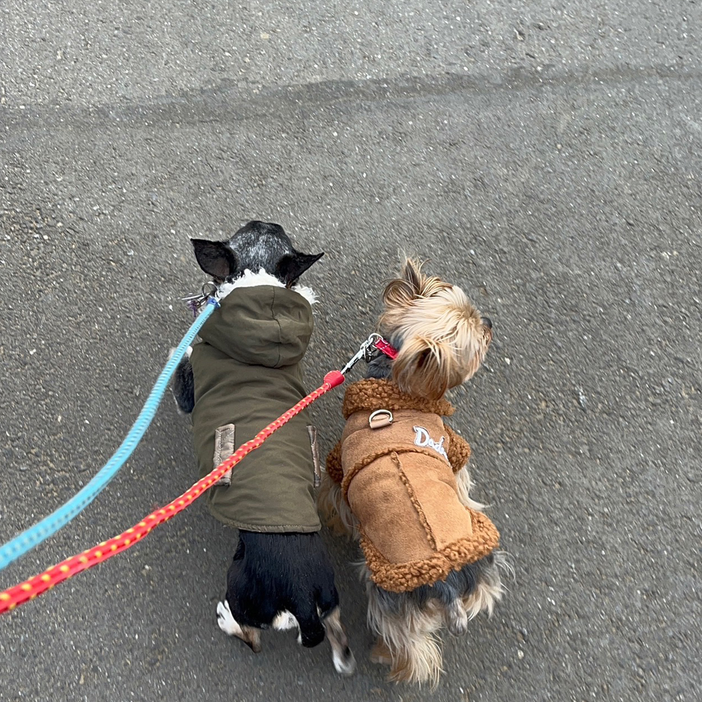 卒業犬あんなちゃんの近況♪